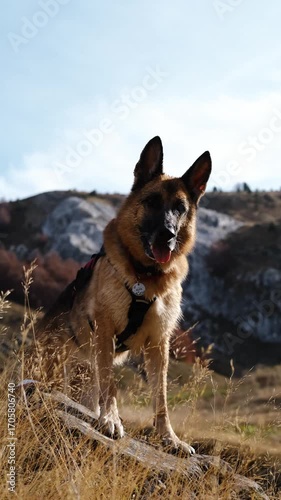German Shepherd standing on a rock in the mountains of Montenegro. Scenic view of slopes and forest in Prokletije National Park in autumn. Vertical 4k footage.