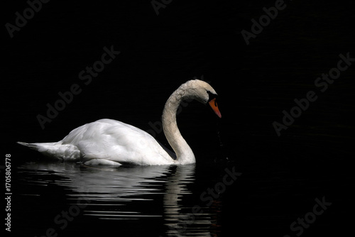 swan isolated on black lake background