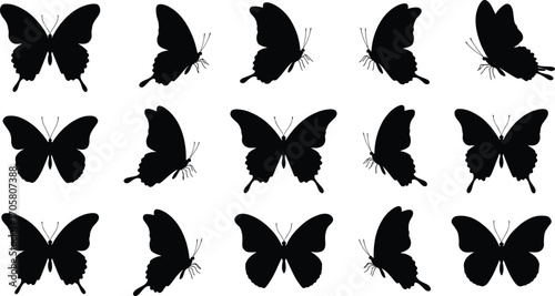 Collection of black butterfly silhouettes in different flight and resting poses Keywords: butterfly, silhouette, insect, flying