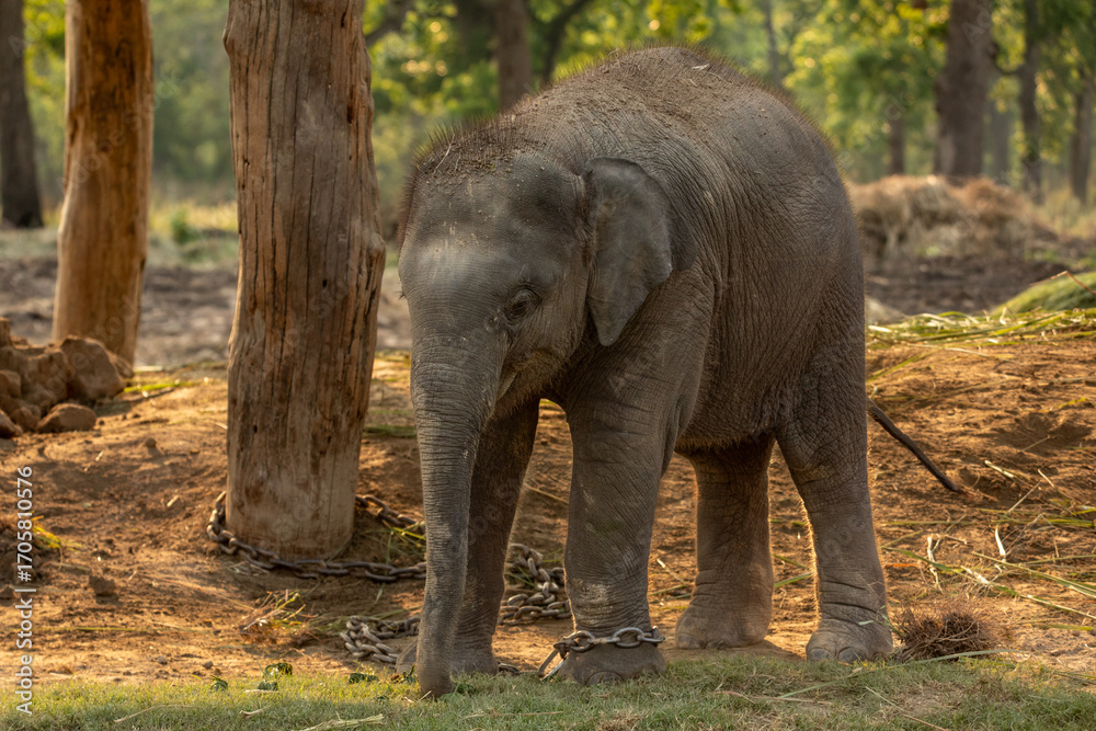 Fototapeta premium A baby elephant stands near tall trees in Chitwan National Park, Nepal, its feet bound with chains as part of the park’s captive care program. 