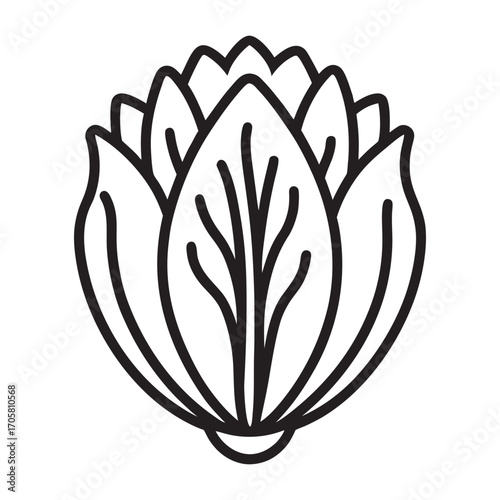 Chicory plant with roots leaves and flowers isolated on a clean background