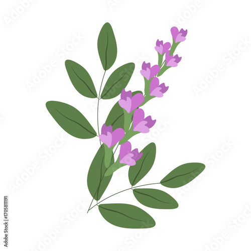 Vector illustration of licorice floral branch isolated transparent background. Perfect botany book card decor traditional medicine and healthy food EPS 10