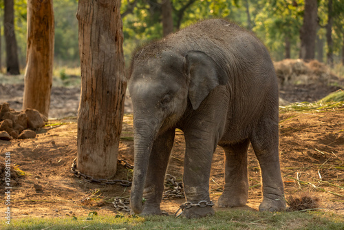 Photography A baby elephant stands near tall trees in Chitwan National Park, Nepal, its feet bound with chains as part of the park’s captive care program