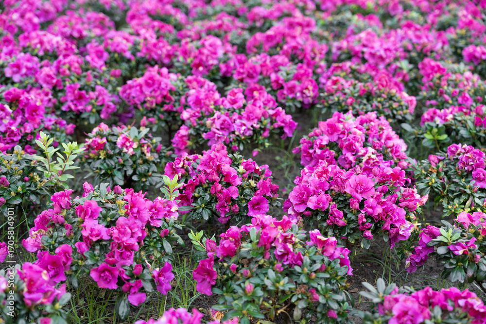 Fototapeta premium Cluster of pink Azalea flowers blooming densely on compact shrubs.