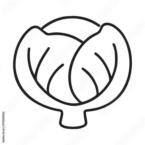 Fresh green cabbage isolated on white background realistic vector illustration
