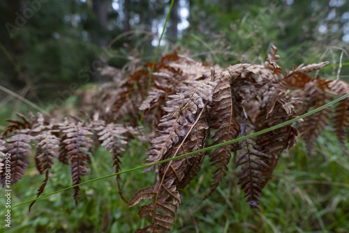 Spider on withering fern in the forest