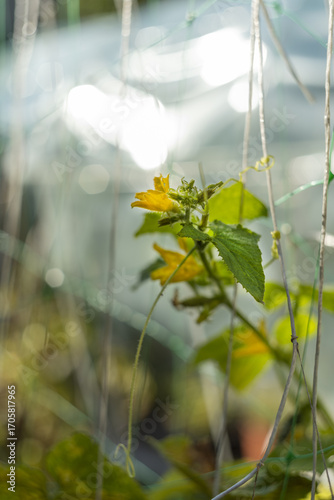 Yellow cucumber flower in greenhouse