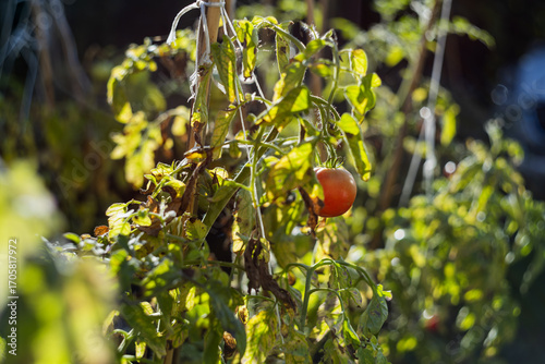 Single tomato ripening on the plant