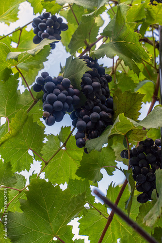 Black grapes in the garden. A cluster of black grapes seen on the vine. Once picked, they are fermented into a drink.