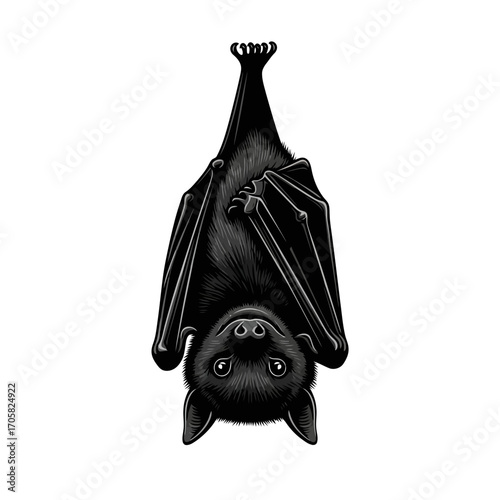Black bat hanging upside down silhouette isolated on white background