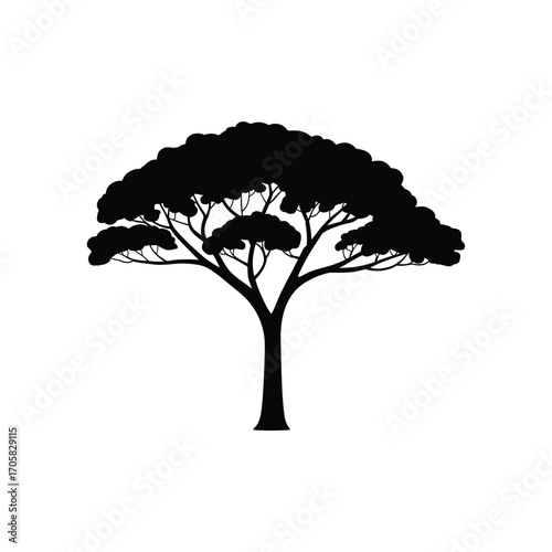 Silhouette of a broad spreading acacia tree in africa with a distinct canopy shape