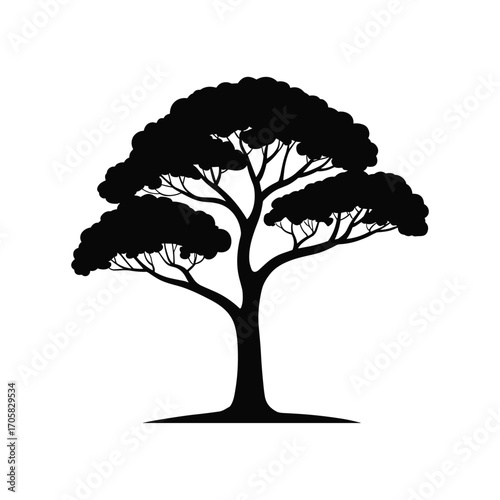 Silhouette of a large evergreen tree with a broad canopy and textured foliage