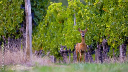 Roe deer, capreolus capreolus, forages and looks around the misty meadow in the early morning. Unconscious female wild animals with orange fur grazing on the hay field in summer.
