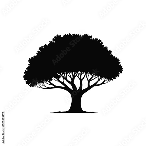 Silhouette of a majestic deciduous tree with a broad canopy and intricate branches