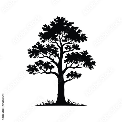 Silhouette of a majestic deciduous tree with lush foliage and ground grass detail