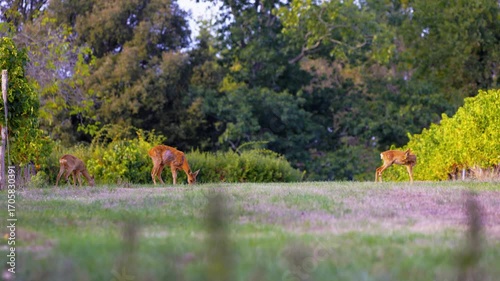 Roe deer, capreolus capreolus, forages and looks around the misty meadow in the early morning. Unconscious female wild animals with orange fur grazing on the hay field in summer.