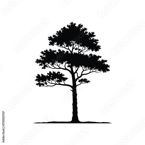 Silhouette of a tall pine tree with detailed branches and needles against a white backdrop