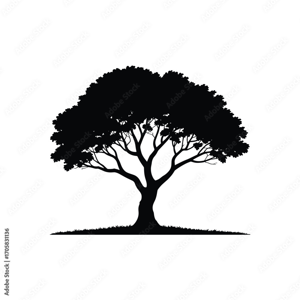 Fototapeta premium Silhouetted tree with spreading branches and lush foliage isolated