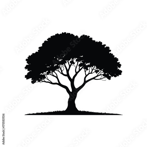 Silhouetted tree with spreading branches and lush foliage isolated