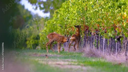 Roe deer, capreolus capreolus, forages and looks around the misty meadow in the early morning. Unconscious female wild animals with orange fur grazing on the hay field in summer.
