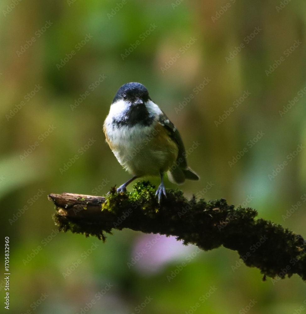 Naklejka premium Small bird on mossy branch in forest.