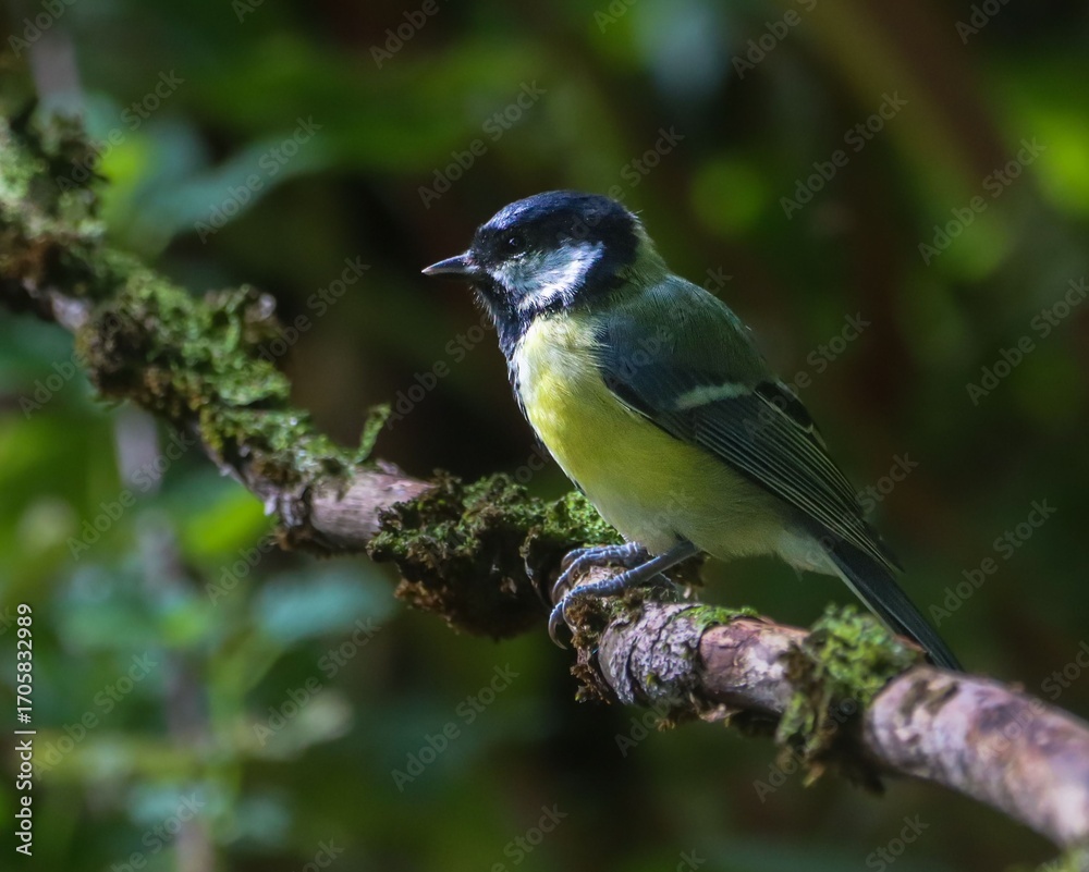 Fototapeta premium Bird on a mossy branch in a forest.