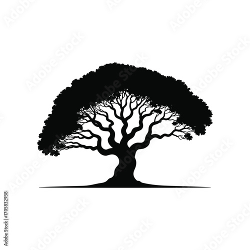 Majestic silhouette of an old growth tree with spreading branches and lush foliage