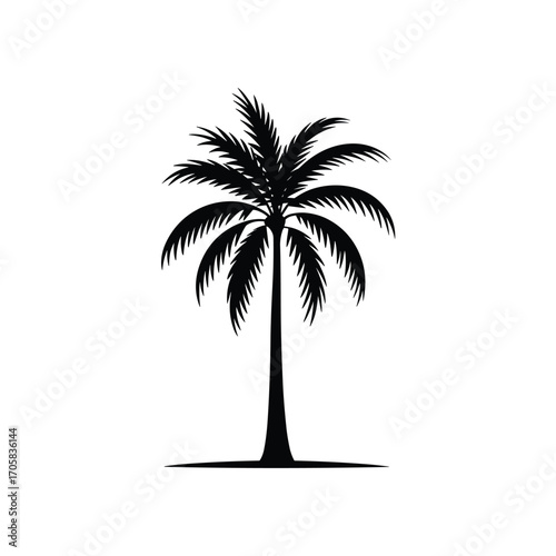 Silhouette of a solitary palm tree with fronds reaching outwards against a clean backdrop