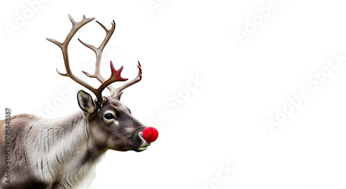 A gray reindeer with a bright red nose stands out against a stark black background.