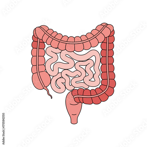human intestines vector 