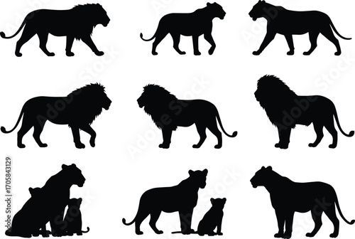 Lion silhouettes set, male lion, lioness, cubs, walking and sitting poses, wild animal vector illustration for safari design
