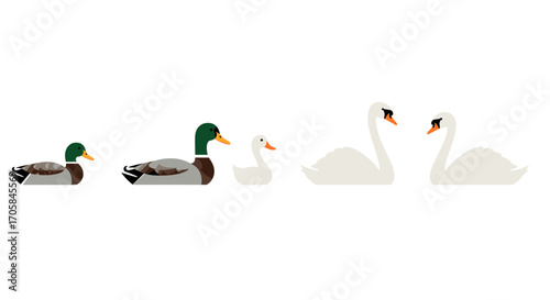 Minimalist animal family with ducks and swans on a white background