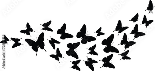 Butterfly swarm silhouette in curved flight path, flying insects vector design, black butterfly group illustration, decorative nature insect artwork