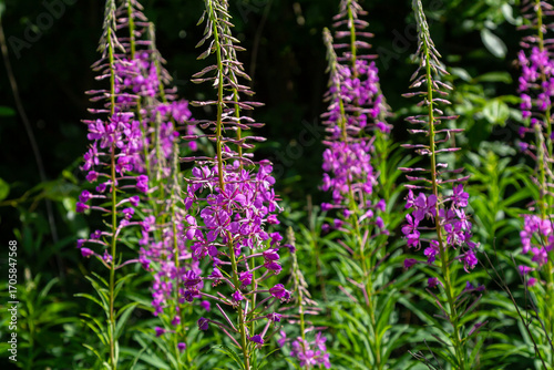 Wonderful flowering fireweed Chamaenerion angustifolium highlighted by the evening sun. A bunch of marvelous blossoming rosebay willowherbs