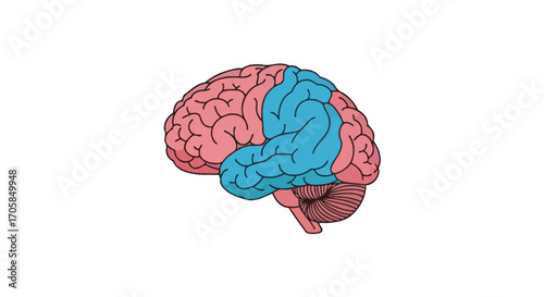 Human Brain Illustration: Temporal and Parietal Lobes Highlighted.