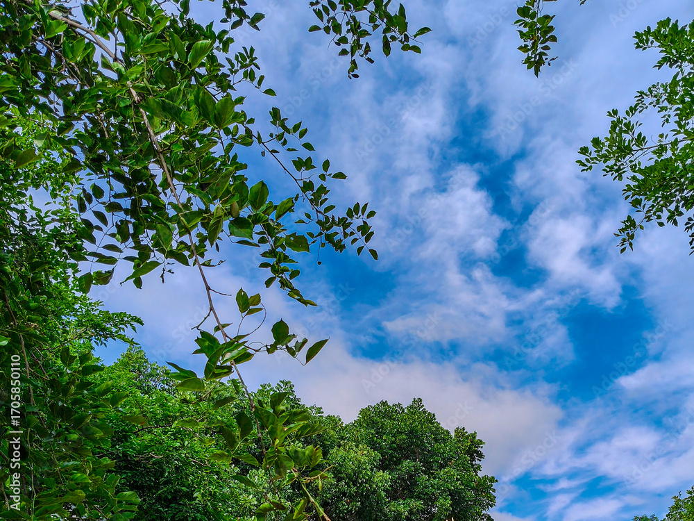 Obraz premium Photo of green trees against a beautiful blue sky.