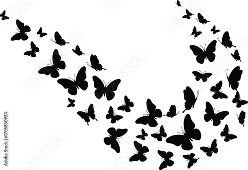 Butterfly silhouettes flying in curved V-shape formation, black insect swarm vector illustration, group of butterflies in motion, isolated design