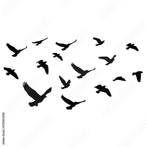 Flock of Flying Birds Silhouette Isolated on White Background