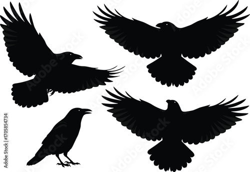 Black crow silhouette collection, flying raven birds, dark wildlife illustration, spooky animal vector art, wings spread design, gothic bird graphic