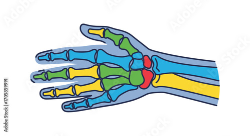 Colorful Anatomical Illustration of Human Hand Bones.