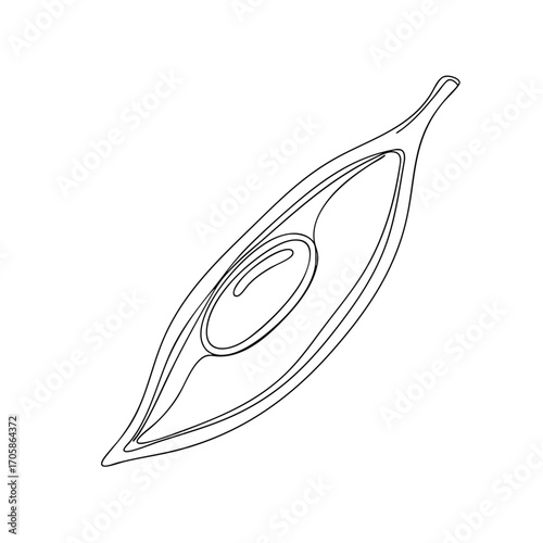 Botanical illustration showing a longitudinal section of a simple fruit follicle with a developing seed.