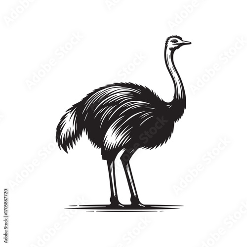 ostrich vector illustration