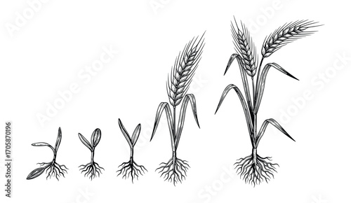 Grain Growth Stages, Wheat Development Stages, Plant Life Cycle, Vector Illustration