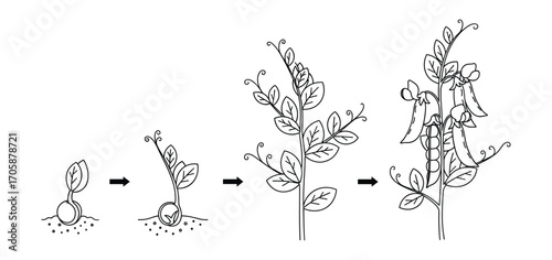 Pea Plant Growth Stages, Bean Development Process, Sprout to Fruit, Vector Illustration