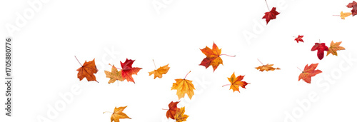 Falling leaves, autumn foliage on transparent background, beautiful background of orange and gold leaves. Vector maple leaf, png, flying foliage from tree.	
