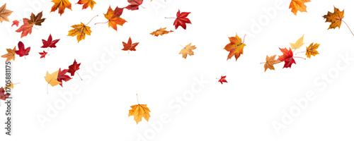 Wallpaper Mural Falling leaves, autumn foliage on transparent background, beautiful background of orange and gold leaves. Vector maple leaf, png, flying foliage from tree.	
 Torontodigital.ca