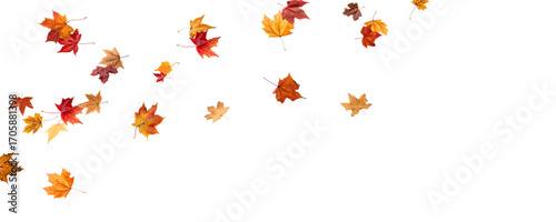 Falling leaves, autumn foliage on transparent background, beautiful background of orange and gold leaves. Vector maple leaf, png, flying foliage from tree.	
