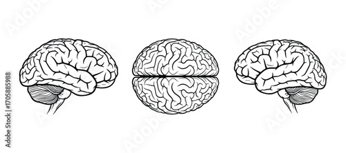 Three Human Brains Vector Illustration Medical Anatomy Healthcare Mind Organ Science