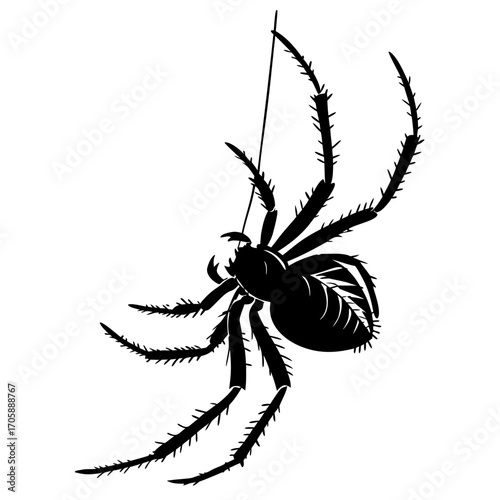 spider isolated on white background