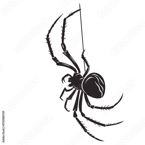 spider on a web